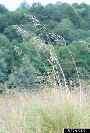 Image result for Eragrostis volkensii