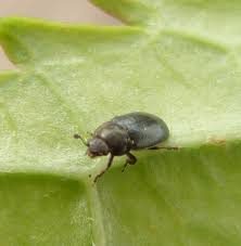 Insects come in a number of groups, or 'orders', not all of which have representatives here in the uk. Pollen Beetle Naturespot