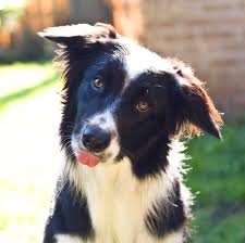 The female feline, male mutt trope as used in popular culture. Are Males And Females Different To Train The Other End Of The Leash