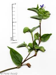 Image result for Commelina congesta