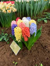 With two episodes on 25 april 2016 and was broadcast daily during the week, ending on 29 april. Tulips In Holland On Twitter The Indoor Spring Flower Show Lentetuin Breezand Had A Lovely Variety Of Flowers And Flower Arrangements A Big Thank You To All The 160 Volunteers Who Put