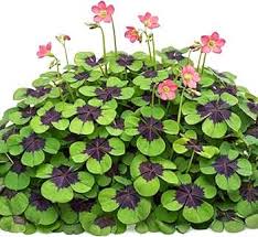 Image result for Oxalis procumbens