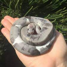 Mi Piace 350 Commenti 3 We Love Snakes Snake Cute99 Su Instagram Urban Camo Ball Python Credit Trademark Exotics Repo Ball Python Pet Snake Snake