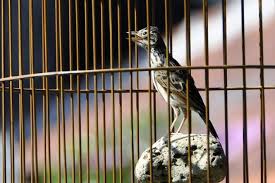 Warnanya coklat dengan garis abu abu dan bintik bintik. Tips Dan Cara Memantapkan Burung Branjangan Dalam Gantangan