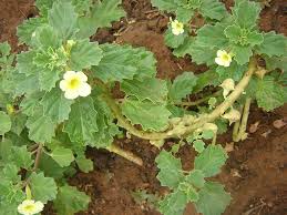 Image result for Pedalium murex