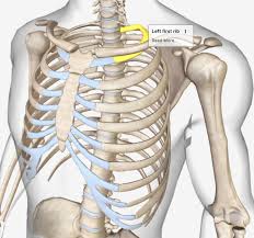 The middle and upper part of your spine is called the thoracic region and it helps to support your upper body. Anatomy Of The Human Ribs With Full Gallery Pictures Dislocated Rib