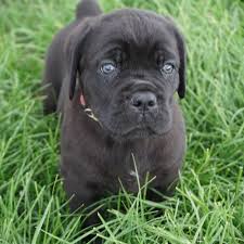 Getting your puppy socialized and used to practicing good manners is key for their her focus as a trainer at k9 university chicago will be with our day trains, board & trains and private lesson programs. Dog Training Programs Board And Train Programs