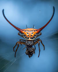 Image result for Scleria arcuata