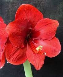 Amaryllis Miracle Christmas Flowering Single Amaryllis Amaryllis Fall 2014 Flower Bulbs Amaryllis Flowers Bulb Flowers Amaryllis