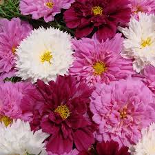 Image result for Cosmos bipinnatus `Double Click`