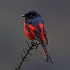 Amazing Birds Photography By Aditya Chavan With Images Birds Colorful Birds Bird Pictures