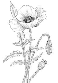 Signup for free weekly drawing tutorials Poppy Drawing Poppy Coloring Page Flower Drawing
