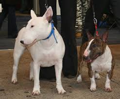 Full bred english bull terrier male for sale. Miniature Bull Terrier Wikipedia