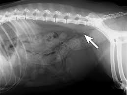 The warning signs of cancer in dogs are very similar to that in people. Anal Sac Tumours Carcinoma Of The Apocrine Glands Of The Anal Sac Information Sheet