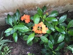 Image result for Crossandra pyrophila