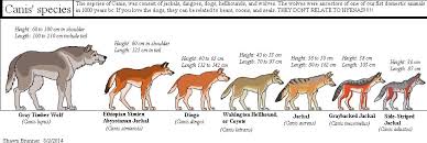 66 Comprehensive Hyena Size Chart