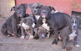 Blue-nosed Bullies