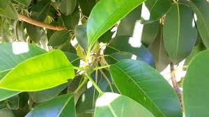 Image result for Ficus fischeri