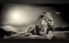 Resultat De Recherche D Images Pour Lion Noir Et Blanc Fond D Ecran Images Animaux Sauvages Image Animaux Animaux Sauvages