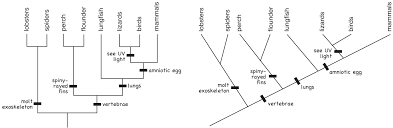 Cladogram Worksheet Biology Humans Printable Worksheets And Activities For Teachers Parents Tutors And Homeschool Families