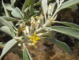 Image result for Antizoma angustifolia