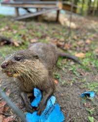 Maggie and Otis close ups🎥🦦