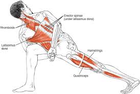 Pin By Sanjay On Yoga Anatomy Yoga Muscles Yoga Anatomy Yoga Asanas