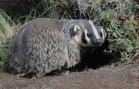 The american badger (taxidea taxus) is a north american badger, somewhat similar in appearance to the european badger, although not closely related. American Badgers In San Diego County