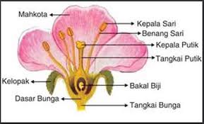 Terkeren 30 Gambar Bunga Sempurna Dan Tidak Sempurna Beserta Bagian Bagiannya Struktur Bunga Fungsi Sert Bunga Kembang Sepatu Menggambar Bunga Kembang Sepatu