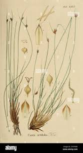 Image result for Digitaria setifolia
