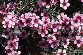 Image result for Samanea leptophylla