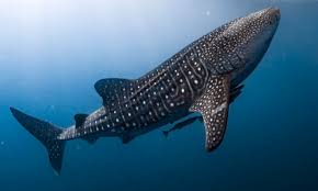 Summertime is shark season, and we're all about learning more about these fantastic and fearsome creatures! What Is A Whale Shark Answered Twinkl Teaching Wiki