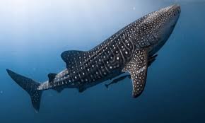 Summertime is shark season, and we're all about learning more about these fantastic and fearsome creatures! What Is A Whale Shark Answered Twinkl Teaching Wiki