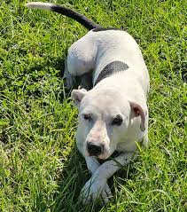 Shared post from lost and found pets oregon State RUN FREE LOVE <3 SO SO  SORRY TO THIS FAMILY ROBIN MULLIN HAS A PHOTOGRAPH IF YOU THINK THIS MIGHT  BE UR LOVE,