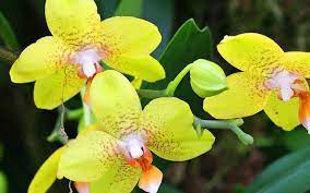 Yellow Orchids Wallpaper Flower Wallpapers Free Download Wallpapers Windows Xp Desktop Wallpapers Windows7 Desktop W Orchid Wallpaper Yellow Orchid Orchids
