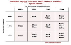 Genetics Of Labrador Coat Color Maple Leaf Vet Care Center