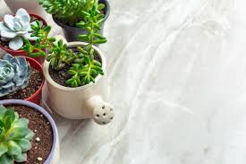 ¿tienes cactus miniaturas en casa? Decora Tu Casa Con Cactus Y Crasas Paisajismo Plantas Interior Flor De Planta