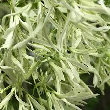 Image result for Chionanthus