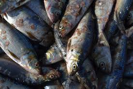 If your fish is at the bottom of the tank and you have more than one fish, check the fin, because sometimes one fish will try to eat the other fish while it is still alive, this results to your fish sinking and dying. You Re Probably Eating Worms And Don T Even Realize It Cbc News