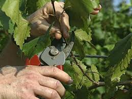 Most of these are located near birmingham in central alabama. How To Grow Muscadine Grapes How Tos Diy