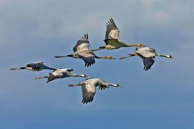 635 likes · 11 talking about this · 28 were here. Vogelwarte Ch Grue Cendree