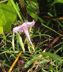 Image result for Ipomoea blepharophylla