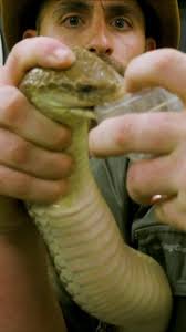 One of the biggest and deadliest snakes I’ve ever filmed...the King Brown  Snake of Australia! #venom #deadly #dangerous #job #snake