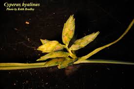 Image result for Queenslandiella