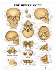 The primary protein that makes up bone, collagen, has a higher tensile strength than steel, but it also has a flexibility that allows it to absorb tremendous pressure. The Human Skull Anatomical Chart Anatomy Models And Anatomical Charts