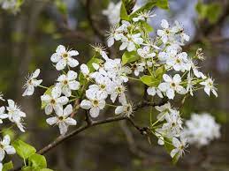 We did not find results for: Why You Shouldn T Plant A Bradford Pear