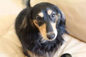 Black And Cream Mini Dachshund Gusgus Our Longhaired Black And Cream Mini Dachshund