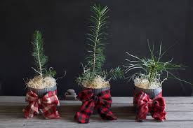 If you live in an apartment, see below for locations where you can drop off christmas trees for recycling. Mini Christmas Tree Decor Ideas Simplemost