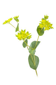 Image result for Bupleurum