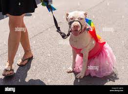 Pit bull terrier dog with a gay rainbow flag on its back and a pink skirt  at Montreal Pride Parade Stock Photo - Alamy